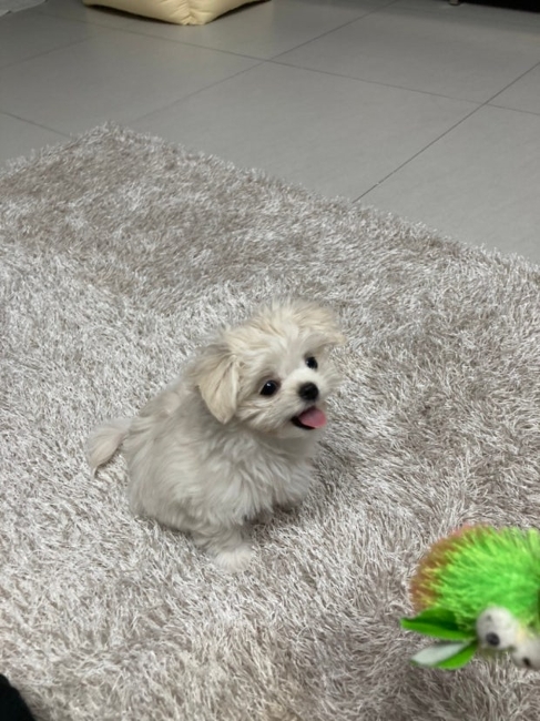 최지우 프로필